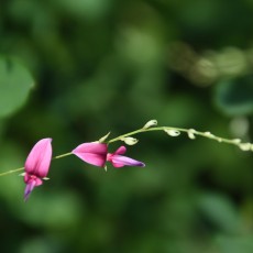 萩の花を見に行きました♫ヽ(´▽｀)/