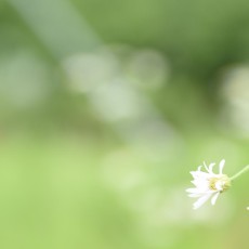 葡萄畑に咲いてたお花たち♪゜