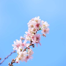 新宿御苑で桜を見たよ～ヽ(´▽｀)/