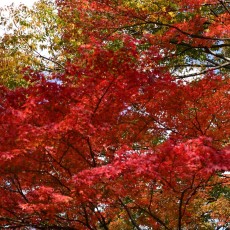 箱根で色々見てきたよ～ヽ(´▽｀)/