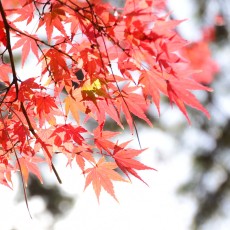 代々木公園は秋真っ盛り～ヽ(´▽｀)/