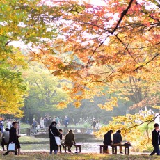 代々木公園が秋めいてきた件