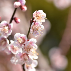 ■年末年始休業のお知らせ