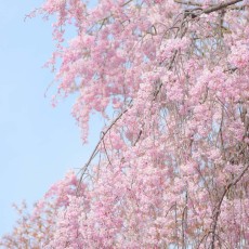 新年度になりました！