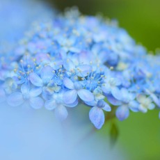 紫陽花が色づいてきましたね～( ´艸｀)ﾑﾌﾟﾌﾟ