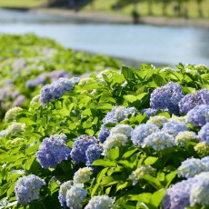 旧中川河川敷をお散歩～♪