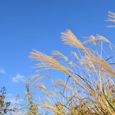 空が高くなりましたね。