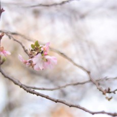 新宿御苑の十月桜