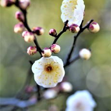 亀戸天神の梅がほころんでました。