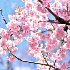 新宿御苑で寒桜～♪