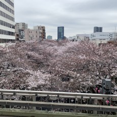 4月になりました！～桜満開！