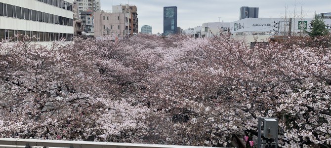4月になりました！～桜満開！