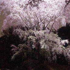 4月になりました！～桜満開！２