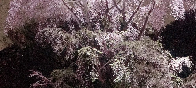 4月になりました！～桜満開！２