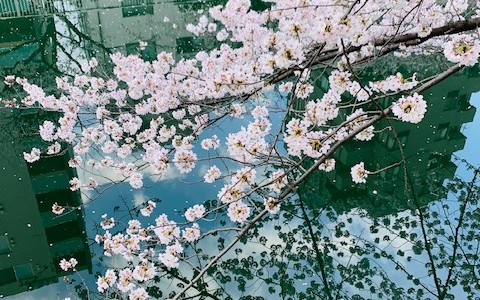 4月になりました！～桜満開！3