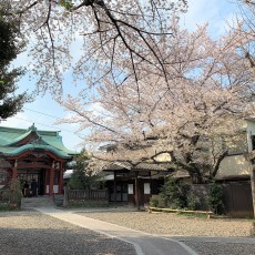 つくどはちまんじんじゃ　～桜