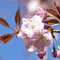 4月になりました！～桜満開！4