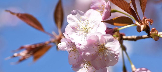 4月になりました！～桜満開！4