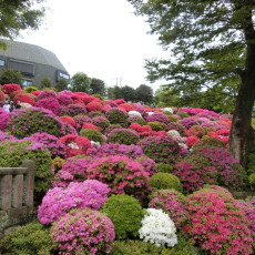 ＧＷ　～Ｅさんが根津神社に行った件