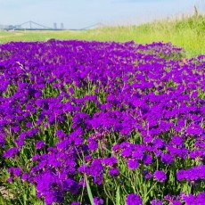 小野散歩　～荒川河川敷