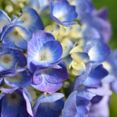 紫陽花とご近所の花