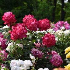 京成バラ園に行きました！ヽ(^o^)丿