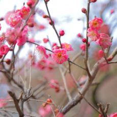 年末年始休業のお知らせ