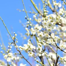 河津桜と梅