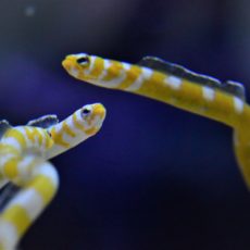 すみだ水族館へ行ってきました！