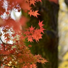 今年もあと少し。12月ですねぇ。