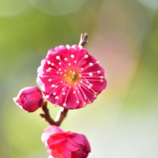 亀戸天神社に行ってみたよ。