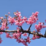 木場公園に河津桜を探しに行ったよ。