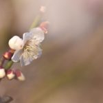 木場公園の植物園に寄ってみた。