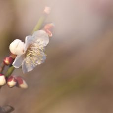 木場公園の植物園に寄ってみた。