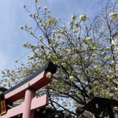 柳森神社の御衣黄が咲いてた！