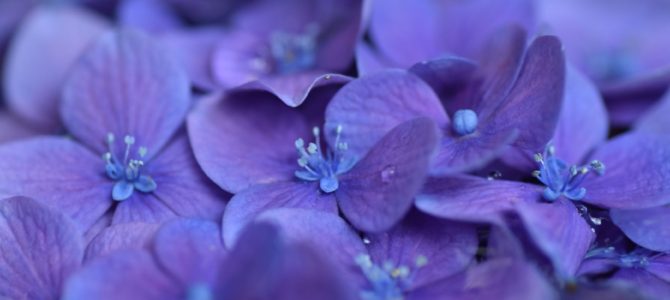 紫陽花と波紋