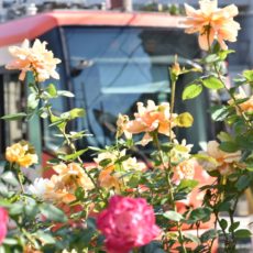 都電荒川線の一日旅