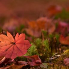 軽井沢で紅葉を見たよ。