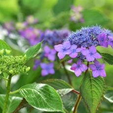 梅雨時は紫陽花を愛でよう！