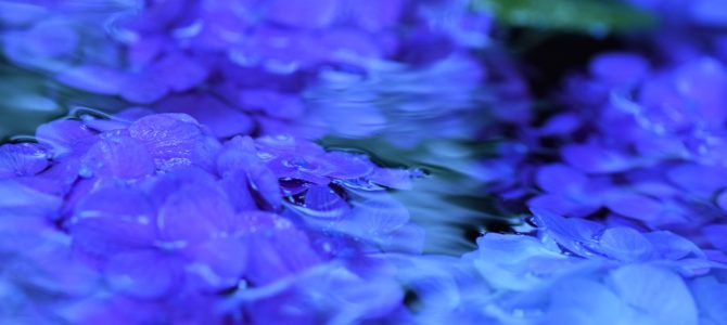 水紋と紫陽花