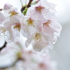 桜の時期、東京は雨