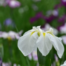 小石川後楽園で菖蒲を見たよ