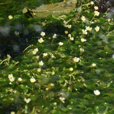 梅花藻の里を見に行きました