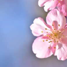 河津桜が咲き始めました