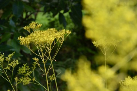 向島百花園に行ってきました。