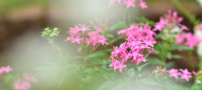 久しぶりの木場公園