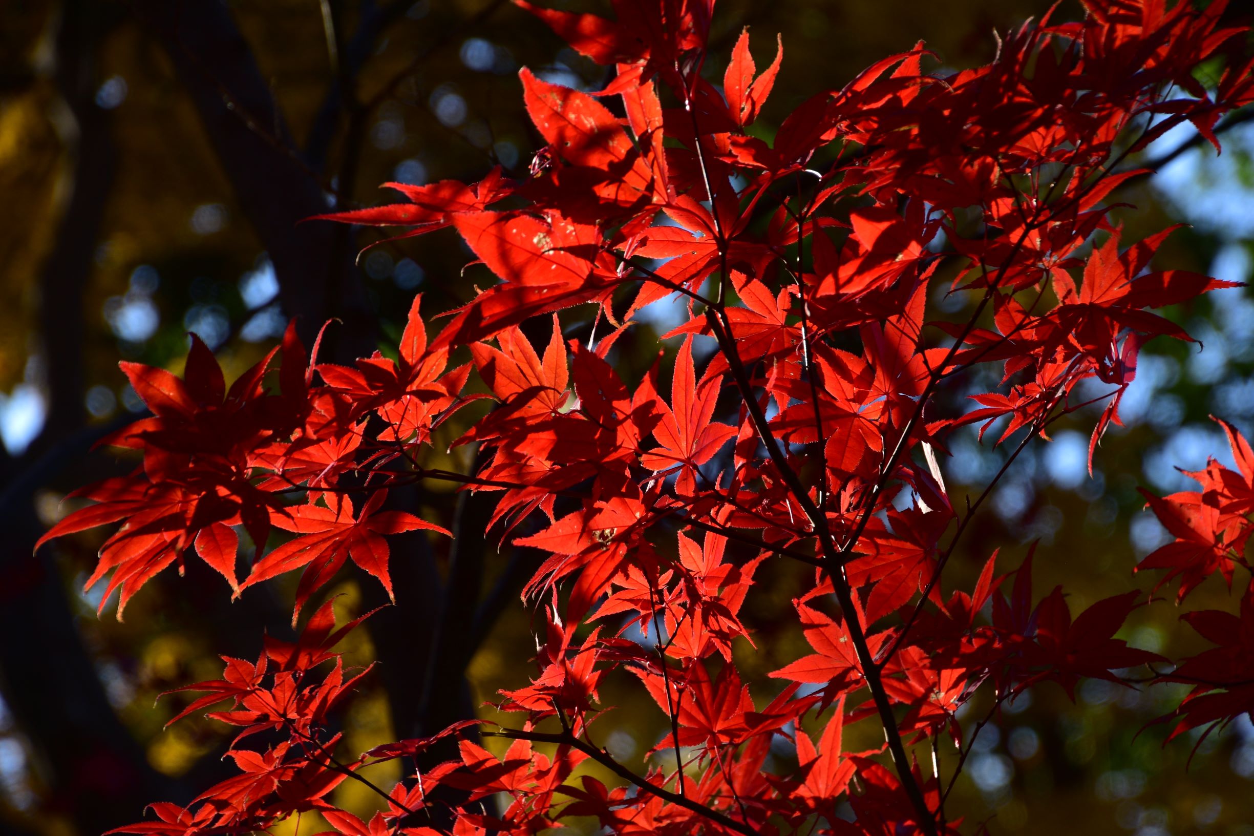 12月の日比谷公園