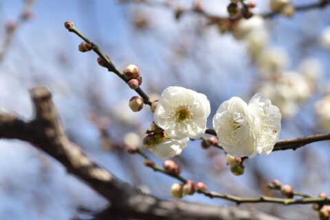 年末年始休業のお知らせ