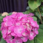紫陽花が色付いてきましたね