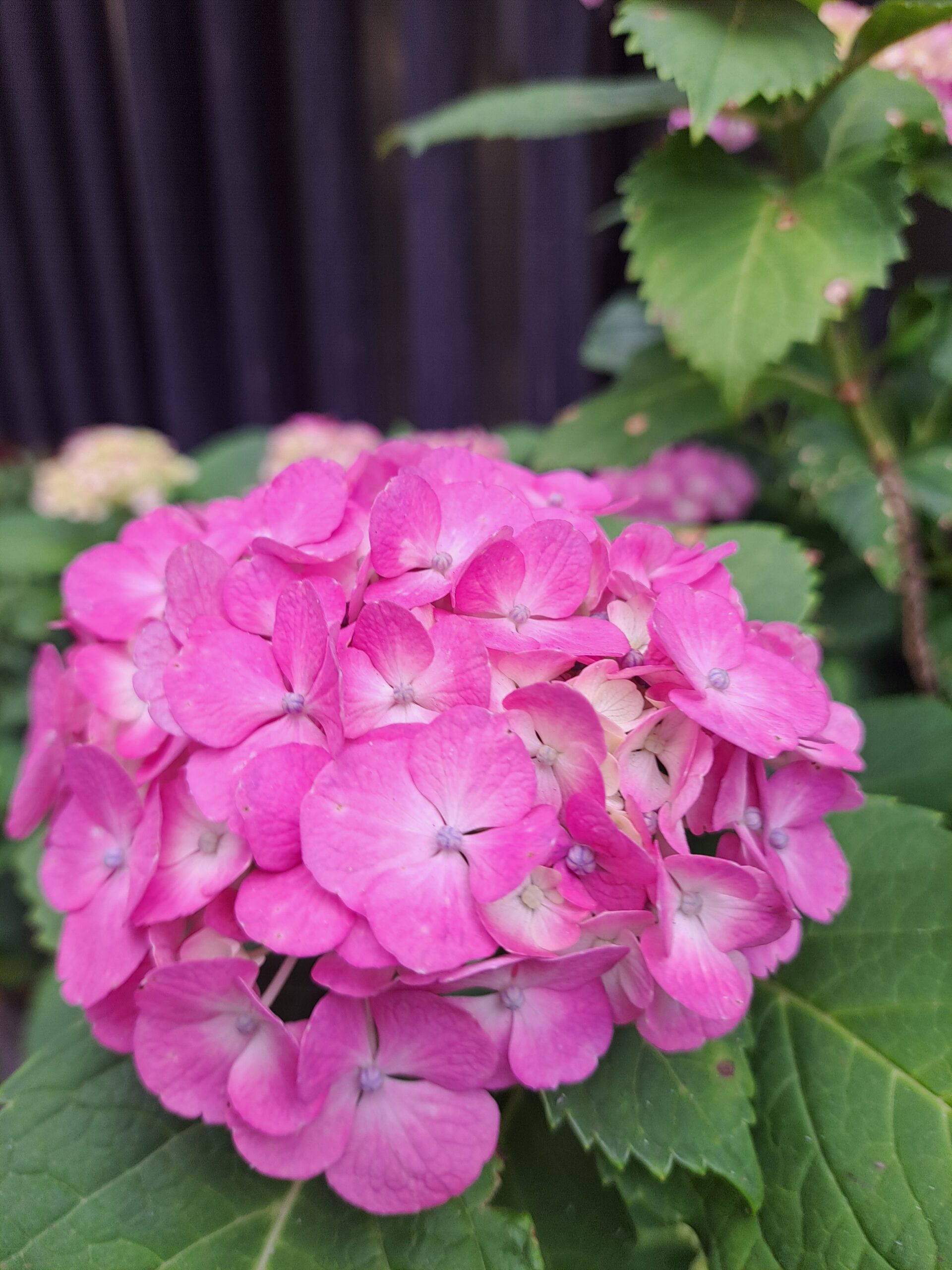 紫陽花が色付いてきましたね